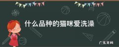 什么品种的猫咪爱洗澡 猫洗澡用什么洗澡