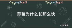 蒜苗为什么长的那么快 蒜苗为什么长那么快