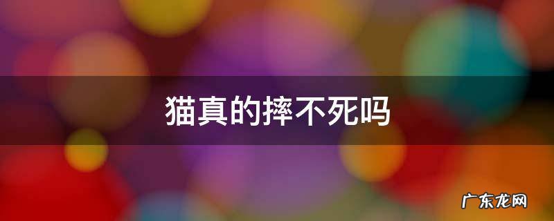猫为什么很难摔死 猫真的摔不死吗