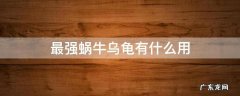 最强蜗牛乌龟有什么用处 最强蜗牛乌龟有什么用