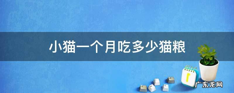 小猫一个月吃多少猫粮 一只小猫一个月吃多少猫粮