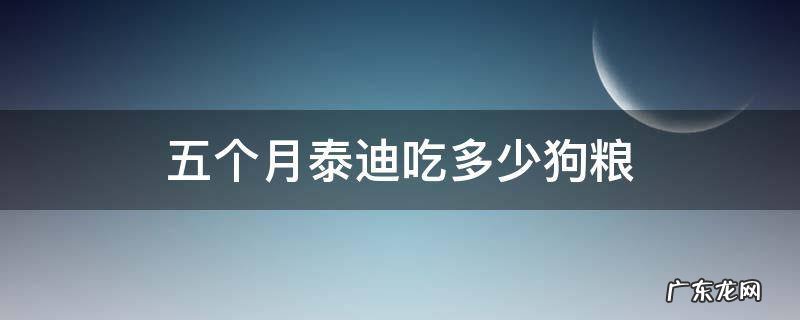 5个月泰迪吃多少狗粮 五个月泰迪吃多少狗粮