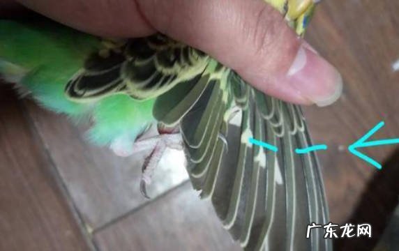 虎皮鹦鵡剪羽会记仇吗 表现是什么