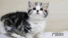 美短猫的性格特点是什么
