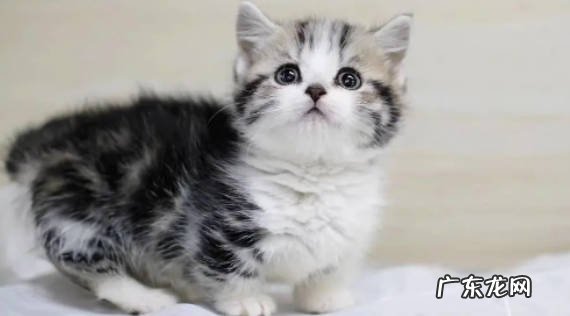 美短猫的性格特点是什么