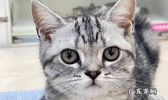 美短猫的性格特点是什么