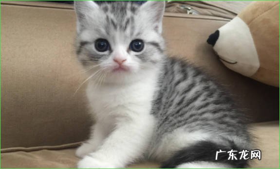 美短猫的性格特点是什么