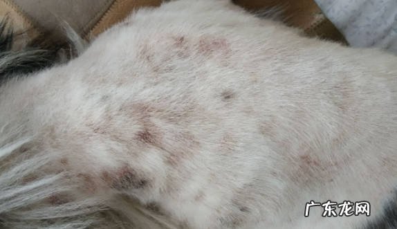 狗身上长跳蚤怎么办 如何消灭