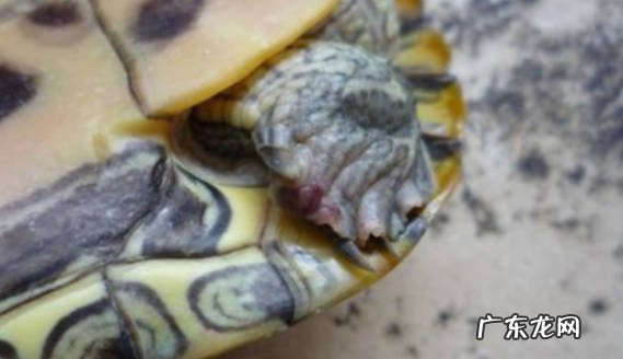 乌龟的指甲断了还能不能长出来