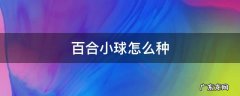 百合种球怎么繁殖小球 百合小球怎么种