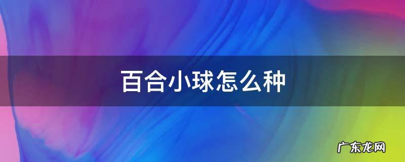 百合种球怎么繁殖小球 百合小球怎么种
