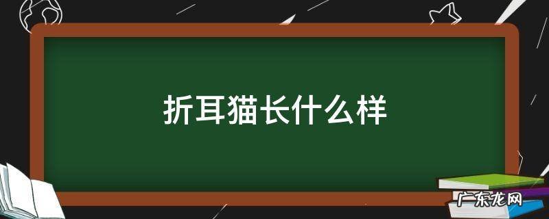 折耳猫长什么样子图片 折耳猫长什么样