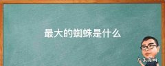 最大的蜘蛛是什么 最大的蜘蛛是什么蛛