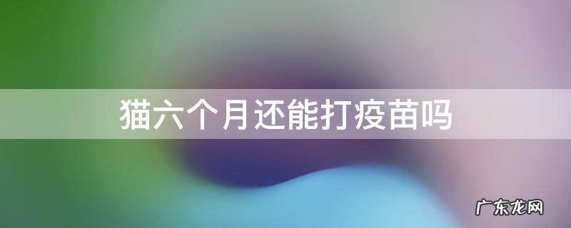 六个月猫可以打疫苗吗 猫六个月还能打疫苗吗