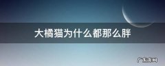 大橘猫为什么都那么胖 橘猫会很胖吗