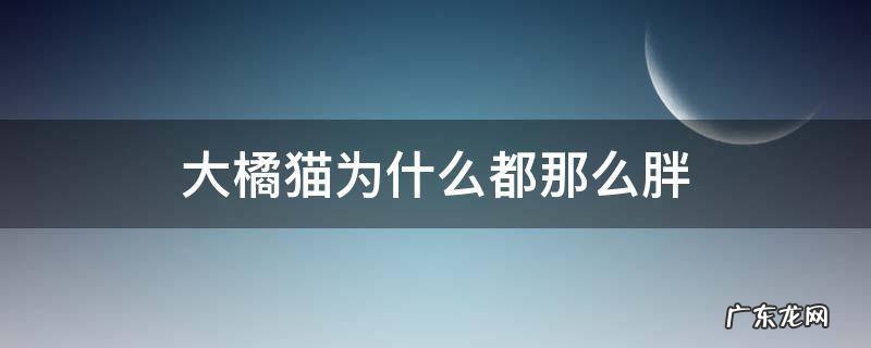 大橘猫为什么都那么胖 橘猫会很胖吗