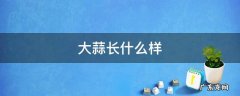 大蒜长什么样子的图片简笔画 大蒜长什么样