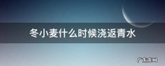 冬小麦什么时候浇返青水 冬小麦什么时候浇返青水最好