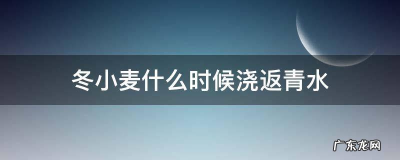 冬小麦什么时候浇返青水 冬小麦什么时候浇返青水最好