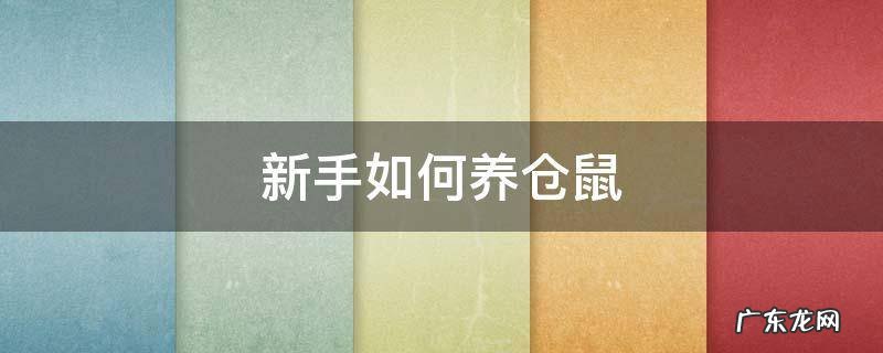 新手如何养仓鼠吃什么 新手如何养仓鼠