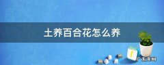 土养百合花怎么养 百合花怎么养