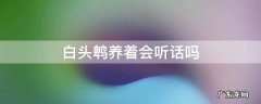 白鹇现在能养吗 白头鹎养着会听话吗
