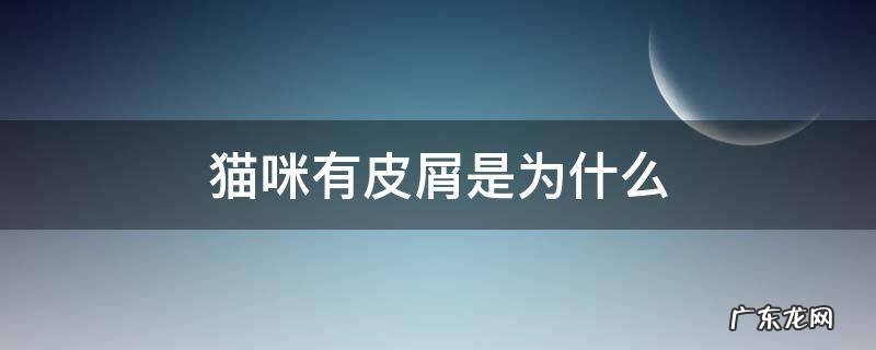 猫咪有皮屑是为什么 猫咪为什么有很多皮屑
