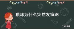猫咪为什么突然发疯跑躲起来 猫咪为什么突然发疯跑