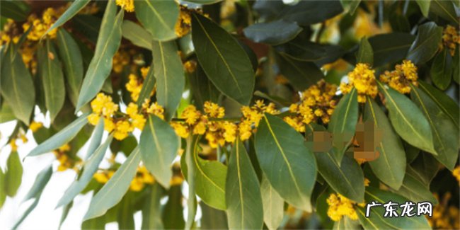 桂花是落叶树还是常绿植物 实用价值怎么样