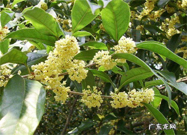 桂花是落叶树还是常绿植物 实用价值怎么样