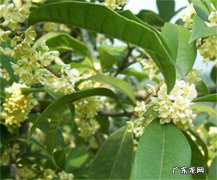 桂花是落叶树还是常绿植物 实用价值怎么样