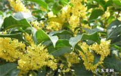 桂花叶子全部干枯掉叶 治疗桂花叶子干枯的方法是什么