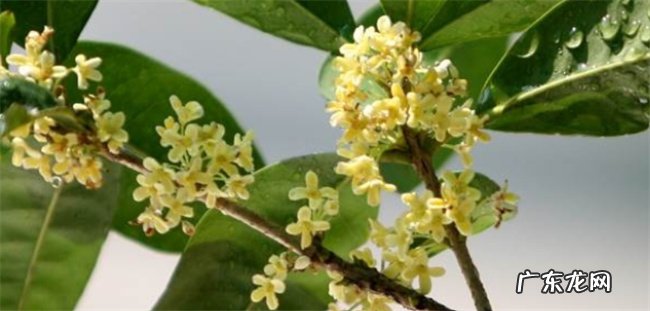 桂花可以生吃吗 附桂花的处理方法