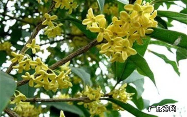 桂花可以生吃吗 附桂花的处理方法