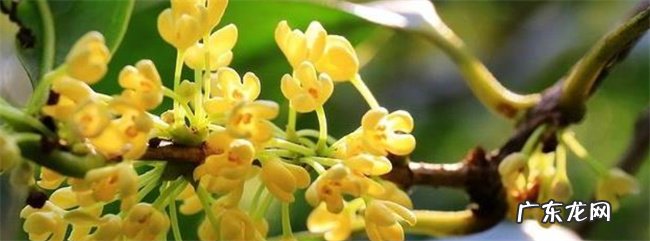 桂花几月开 附桂花的药用功效