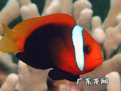 小丑鱼能和蓝魔混养吗 混养方法如何