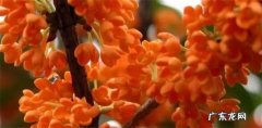家养桂花招鬼是真的吗 家养桂花的禁忌