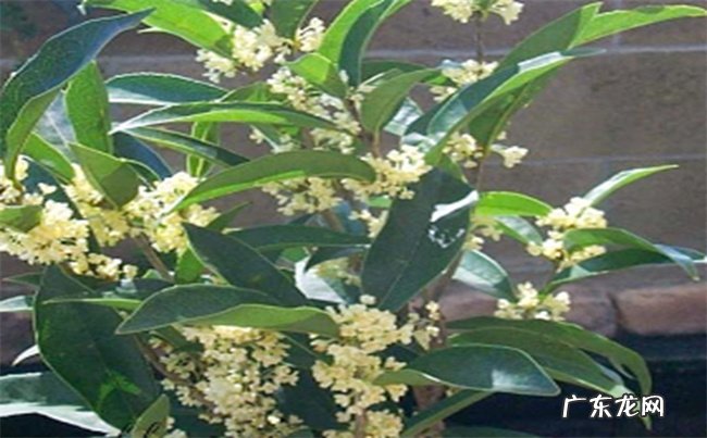 家里为什么不能种四季桂花 养殖桂花的禁忌