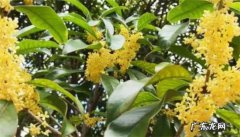 家里为什么不能种四季桂花 养殖桂花的禁忌