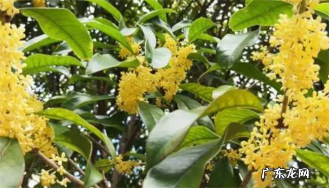 家里为什么不能种四季桂花 养殖桂花的禁忌