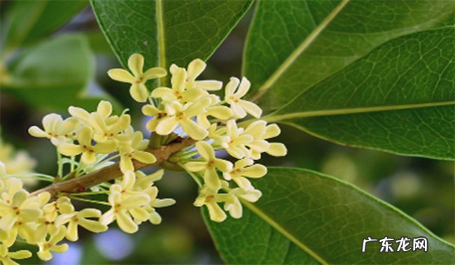 家里为什么不能种四季桂花 养殖桂花的禁忌