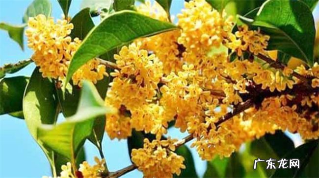怎么种植沉香桂花 什么是沉香桂花