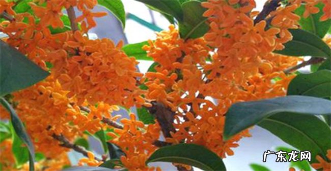 怎么种植沉香桂花 什么是沉香桂花