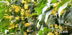 怎么种植沉香桂花 什么是沉香桂花
