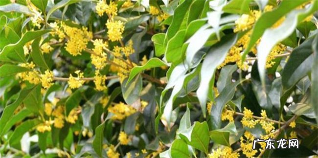 怎么种植沉香桂花 什么是沉香桂花
