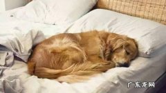 狗狗在空调房睡觉有什么注意事项