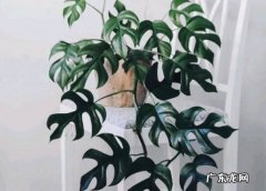 龟背竹耐阴吗 室内养殖要注意什么
