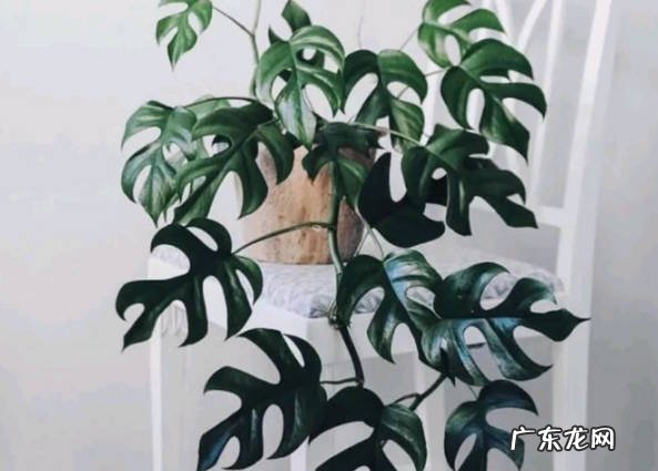 龟背竹耐阴吗 室内养殖要注意什么