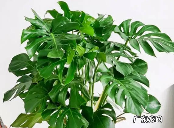龟背竹耐阴吗 室内养殖要注意什么