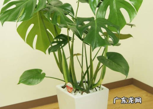 龟背竹耐阴吗 室内养殖要注意什么